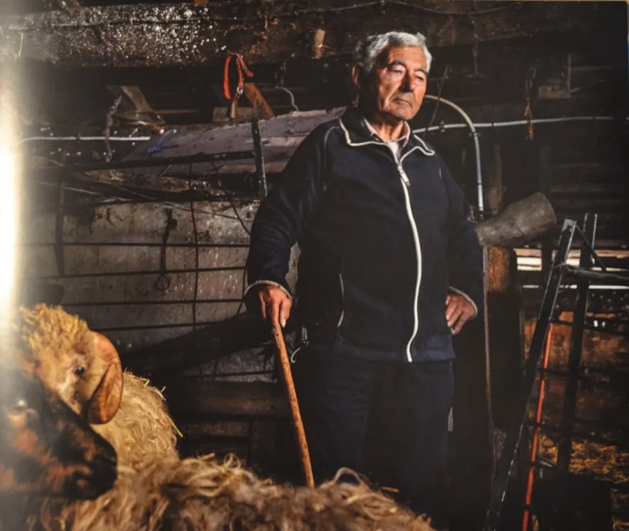 Antiguo pastos con rebaño en establo